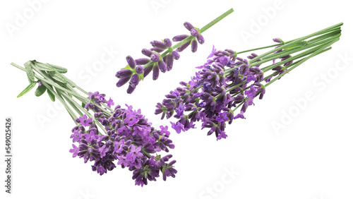 Tablou canvas Lavender bundle (Lavandula spica) flowering herb, isolated png