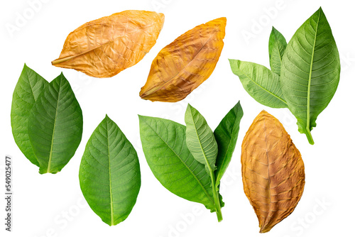 Dried fermented and fresh tobacco leaves (Nicotiana tabacum foliage) isolated png