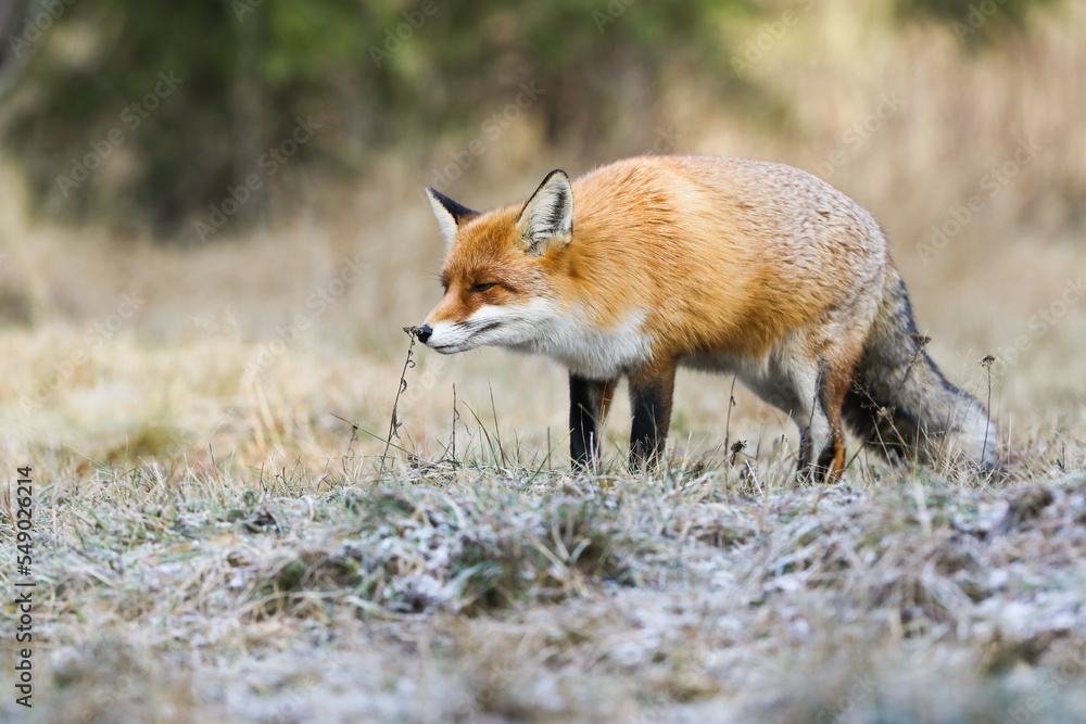 Red fox, vulpes vulpes, sniffing plant on grassland in autumn nature. Orange mammal standing on forst field in fall. Fluffy predator smelling flower on pasture.