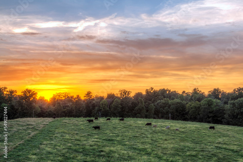 Cows in the Meadow at Sunset. Black cows dispersed, grazing on the green grass. 