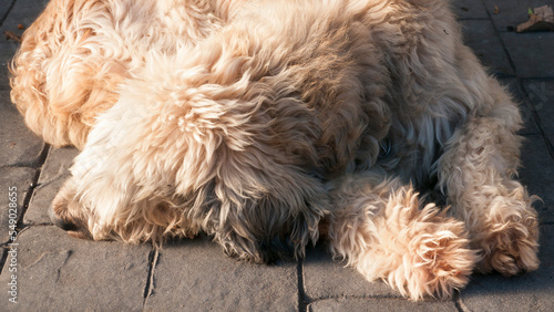 Perro peludo de color beige tumbado en patio de casa rural