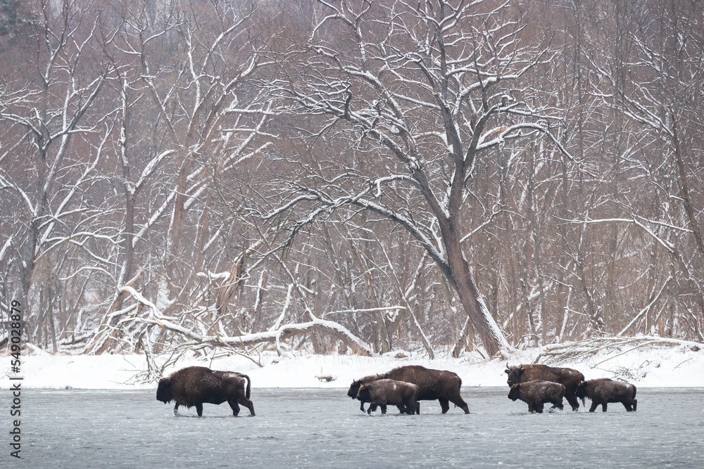 Many european bison, bison bonasus, walking through water in winter. Group of wild brown wisent bulls crossing frozen river in Poland. Bunch of sturdy mammals wading in lake in wintertime.
