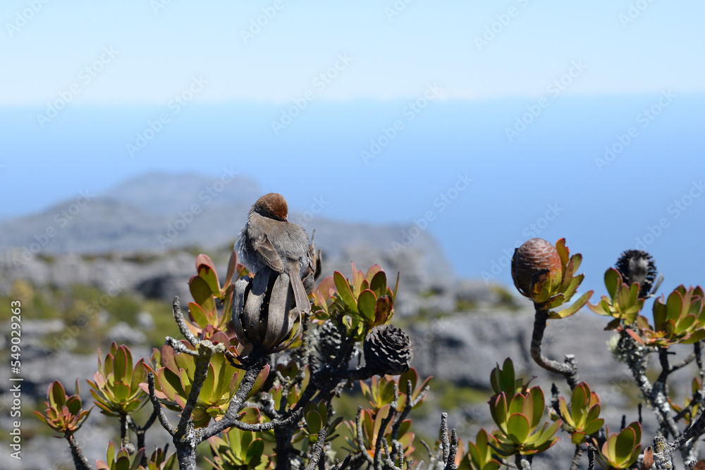 Neddicky (Cisticola fulvicapilla) sitting on top of protea plant