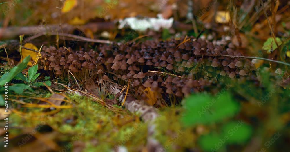 Toadstools grow in the forest. Many grebes grow in a forest clearing. Life-threatening mushrooms, a poisonous family of mushrooms. Beautiful forest landscape with a mushroom meadow. 4k, ProRes Toadstools grow in the forest. Many grebes grow in a forest clearing. Life-threatening mushrooms, a poisonous family of mushrooms. Beautiful forest landscape with a mushroom meadow. 4k, ProRes