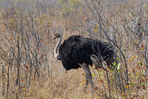 Ostrich (Struthio camelus) foraging on the savannah