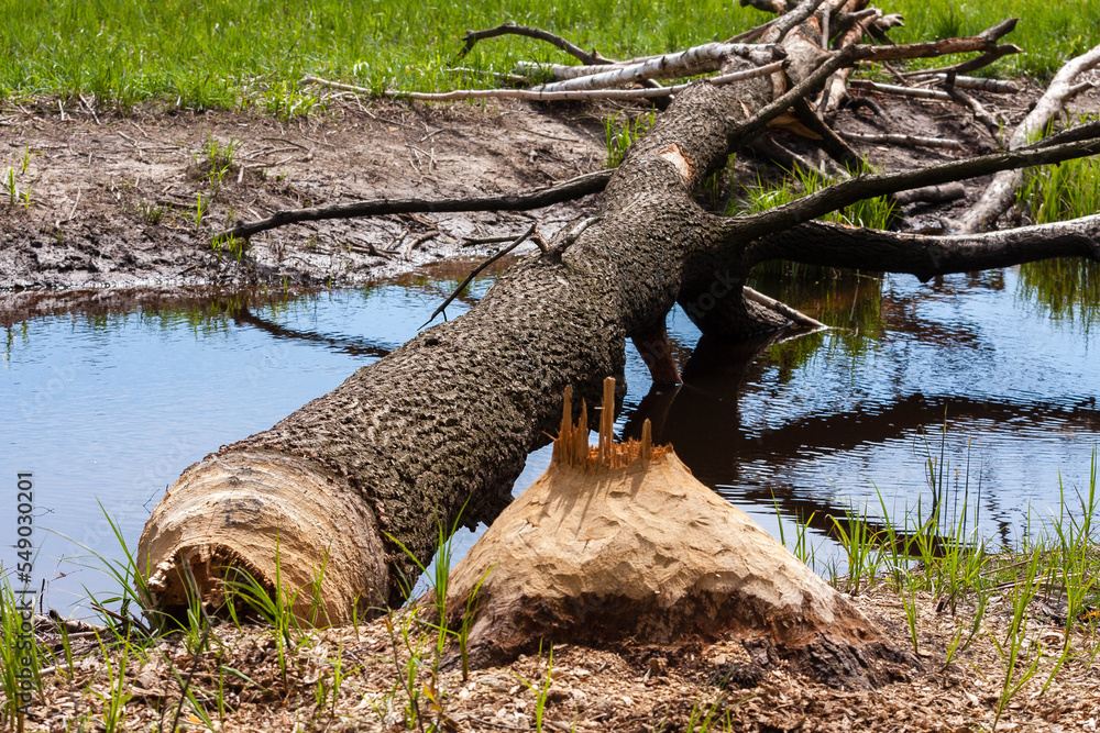 Obraz premium Bobry powaliły dąb