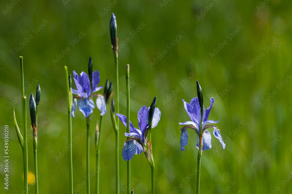 Kosaciec syberyjski niebieski kwiat - obrazy, fototapety, plakaty 