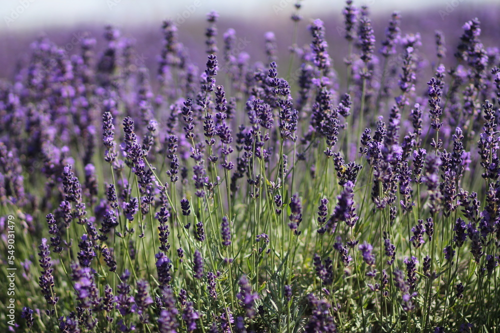 Fototapeta premium Lavender in close up
