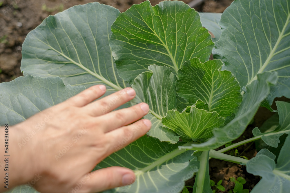 young cabbage grows on a bed in spring young cabbage grows on a bed in spring