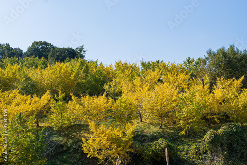 Fototapeta Naklejka Na Ścianę i Meble -  秋空に黄色に色づく銀杏の葉