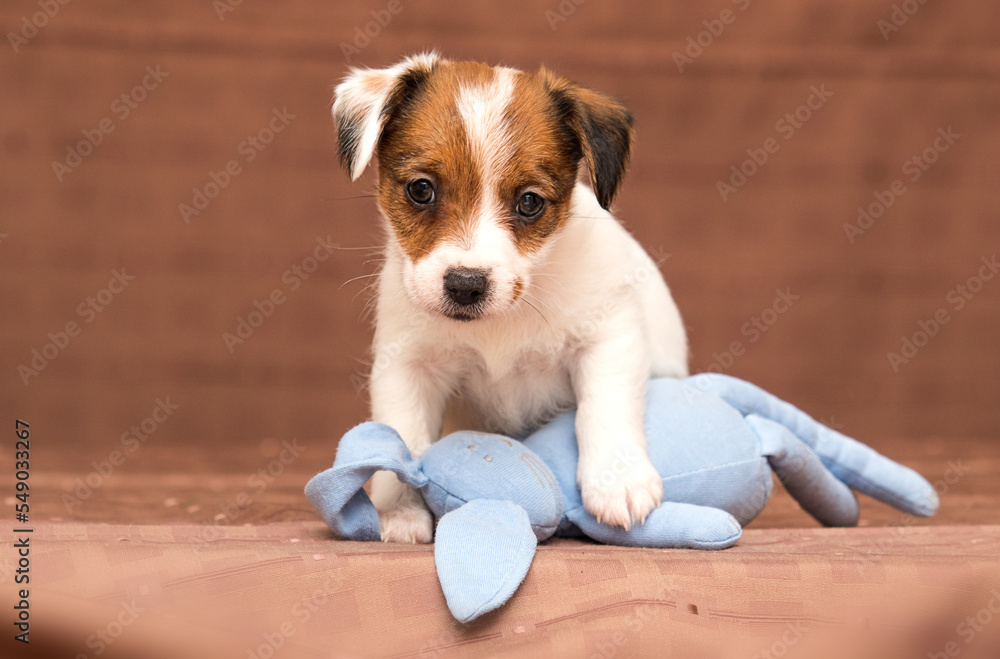 little jack russell puppy with a toy
