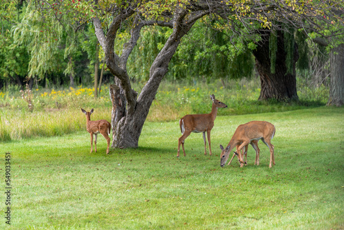 White-tailed Deer Does And Fawns In Summer © Barbara