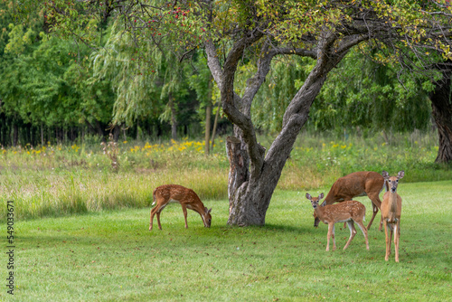 White-tailed Deer Does And Fawns In Summer
