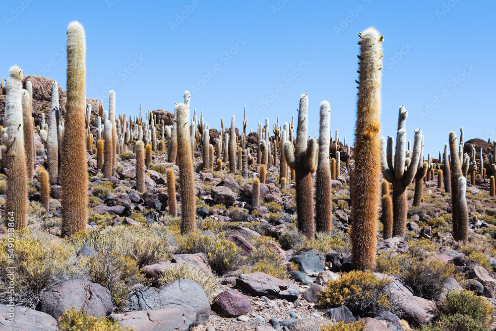 The cacti on Cactus Island (Isla Incahuasi) in the Uyuni Salt Flats seen during a sunny spring day, Bolivia The cacti on Cactus Island (Isla Incahuasi) in the Uyuni Salt Flats seen during a sunny spring day, Bolivia