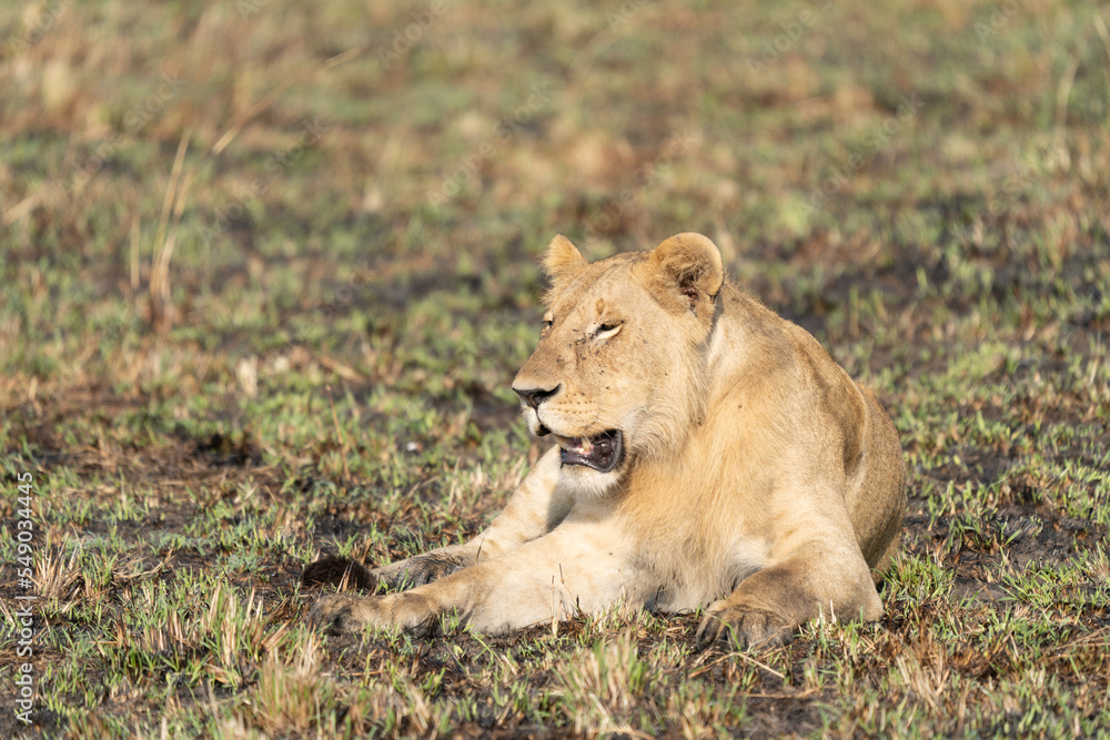 Big lion lying on savannah grass. Landscape with characteristic trees on the plain and hills in the background Big lion lying on savannah grass. Landscape with characteristic trees on the plain and hills in the background