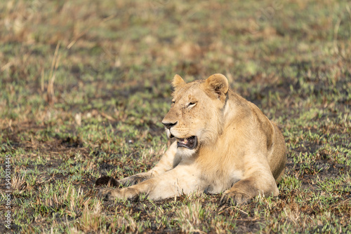 Big lion lying on savannah grass. Landscape with characteristic trees on the plain and hills in the background