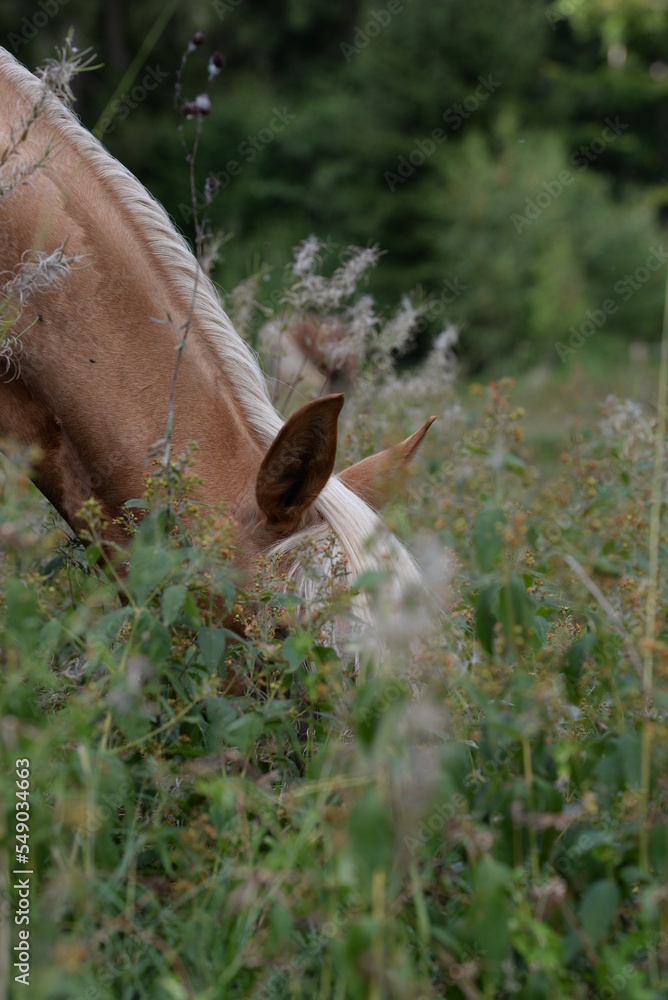 Waldpferd. Schönes goldenes Pferd frei im Wald