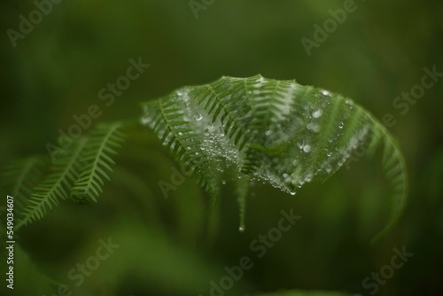 Closeup shot of plants with dew on top