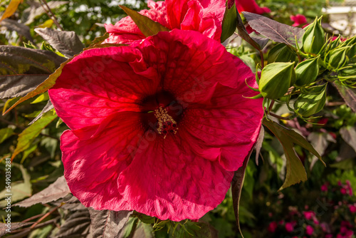 Background with giant hibiscus red flower