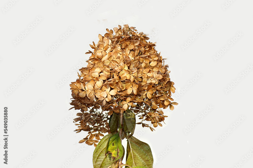 Close up withered flowers flowers of Hydrangea (Hydrangea paniculata ...