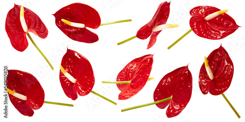 set of flamingo flowers anthurium isolated transparent png