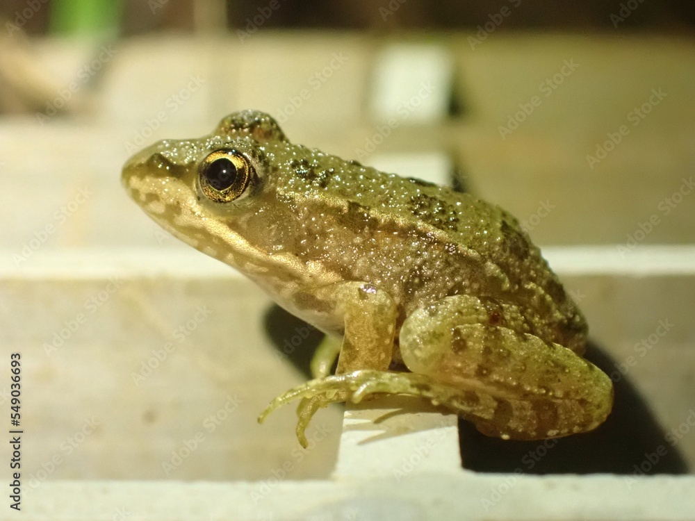 Obraz premium frog