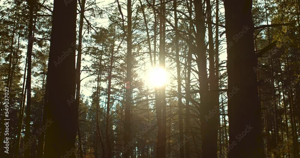Rays of the sun shine through the trunks of trees, autumn morning in a pine forest. Bright sun illuminates the branches of trees. Beautiful landscape in the forest. 4k, ProRes Rays of the sun shine through the trunks of trees, autumn morning in a pine forest. Bright sun illuminates the branches of trees. Beautiful landscape in the forest. 4k, ProRes