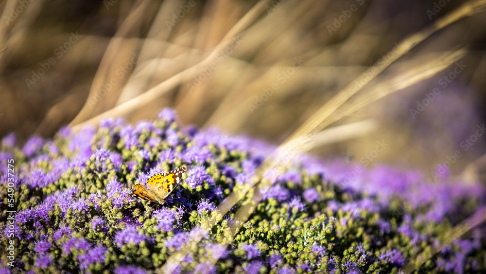 Blooming thyme in the mountains CreteьGreece. Thymus capitatus, woody