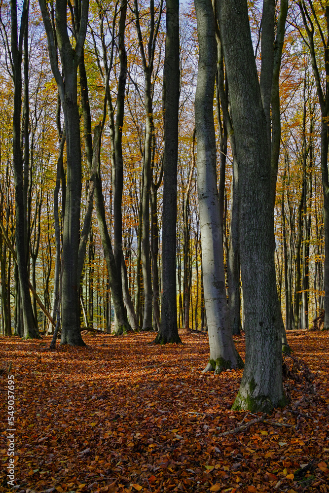 Herbstwald Marburg
