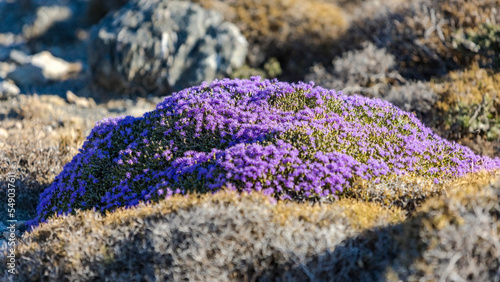 Blooming thyme in the mountains  CreteьGreece. Thymus capitatus, woody perennial native to mountains of Crete, more commonly known as conehead thyme, Persian-hyssop, Spanish oregano, Thymbra capitata