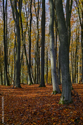 Herbstwald Marburg