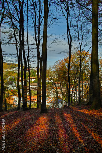 Fototapeta Naklejka Na Ścianę i Meble -  Herbstwald Marburg, lange tiefe Schatten