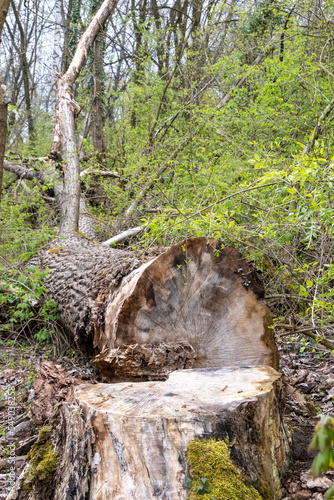 Arbre abattu