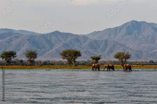 Foto Elephant bulls walking in the Zambezi river in Mana Pools National Park in Zimba