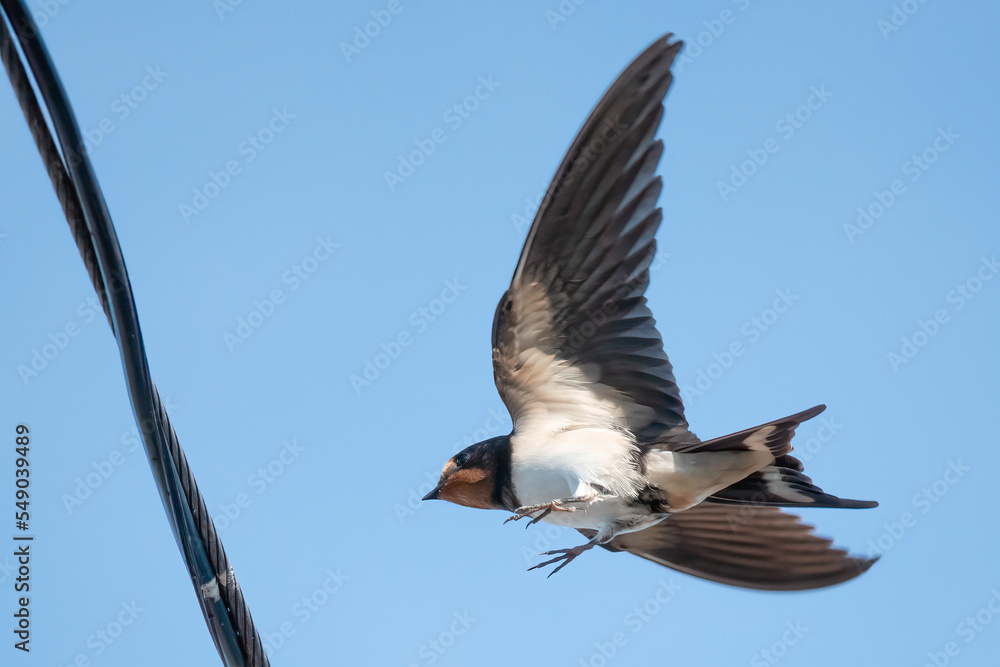 Barn swallow Barn swallow