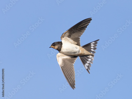 Barn swallow