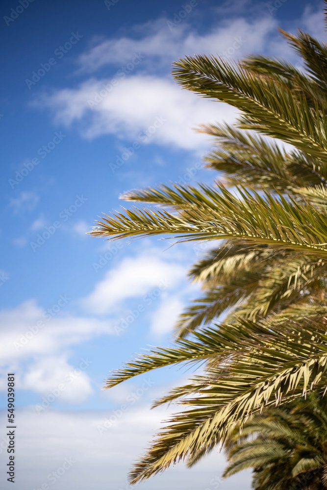 Palme Palme