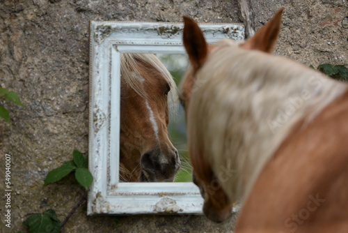 Blick in den Spiegel. Schönes goldenes Pferd blickt in Spiegel photo