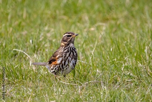 Closeup of a small brown Redwing, Turdus iliacus standing on the grass photo