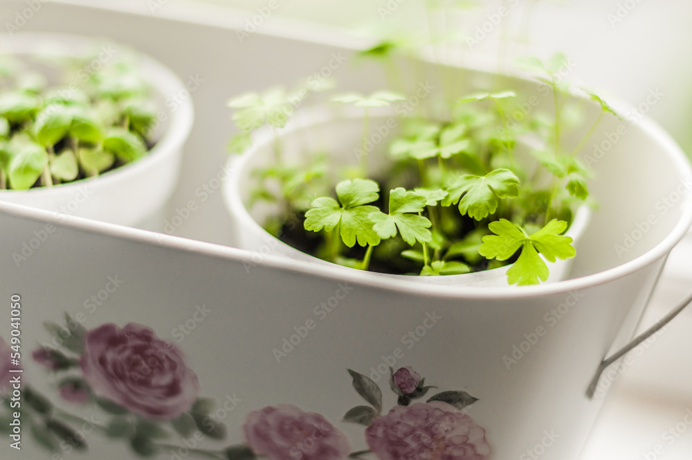 Kashpo with pots of young shoots of basil and parsley top view. Kashpo with pots of young shoots of basil and parsley top view.