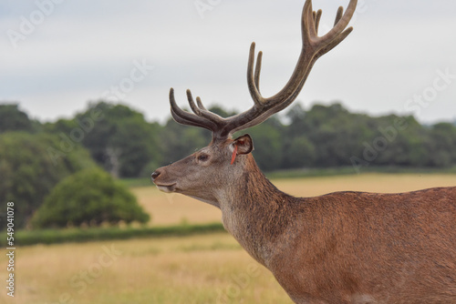 Red Deer in Windsor Great Park  © Shahar