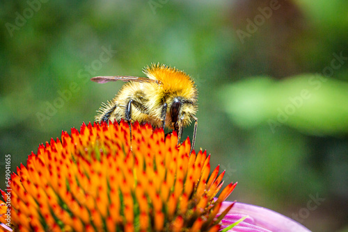 Bee on Purple coneflower - Abeille sur Échinacée pourpre - Echinacea  © MRaafet