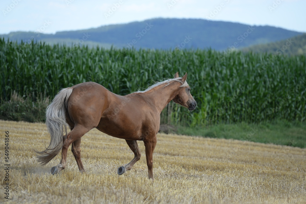 Fototapeta premium Freiheit. Schönes goldenes Pferd läuft frei am Waldrand