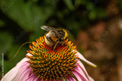 Bee on Purple coneflower - Abeille sur Échinacée pourpre - Echinacea  photo