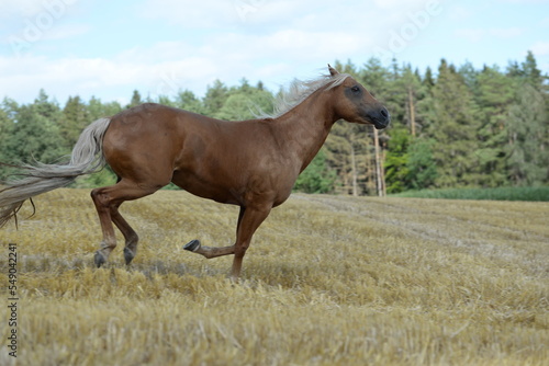 Freiheit. Schönes goldenes Pferd läuft frei am Waldrand © Grubärin