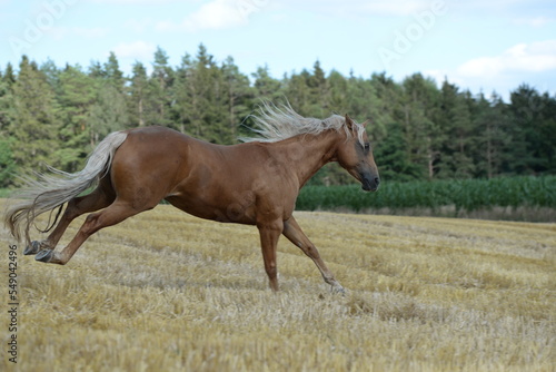 Freiheit. Schönes goldenes Pferd läuft frei am Waldrand