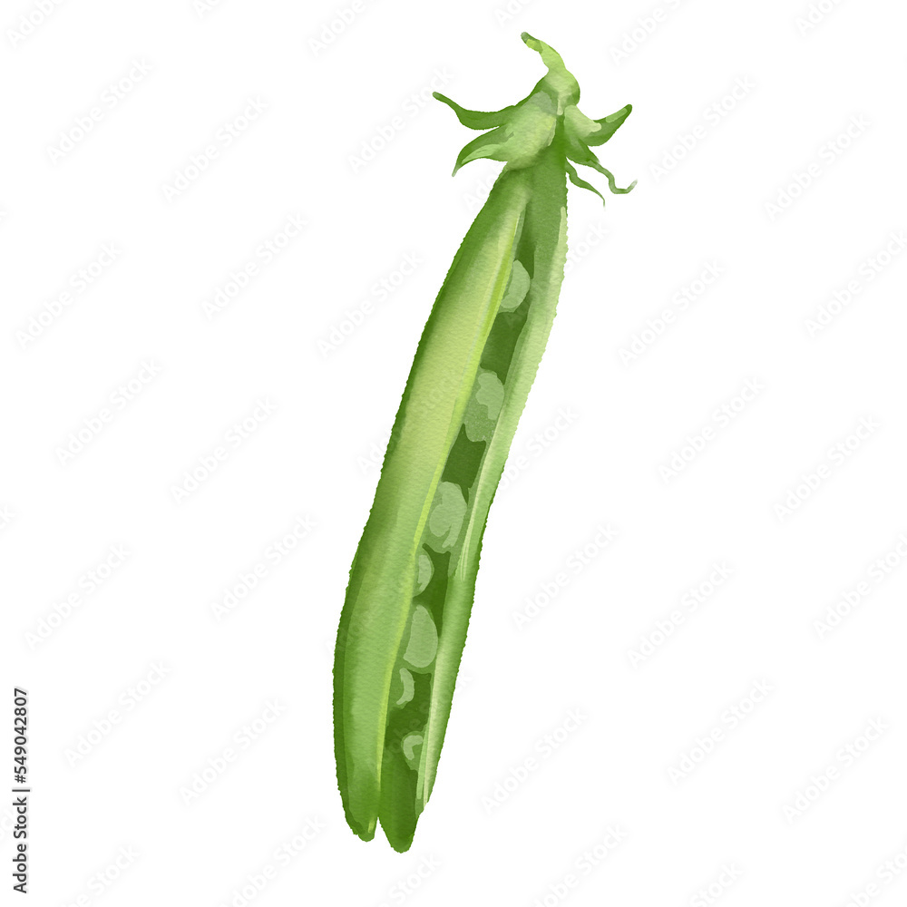Watercolor food illustration of green peas Watercolor food illustration of green peas
