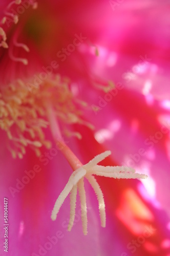Details of a tender pink epiphyllum cactus flower with copy space