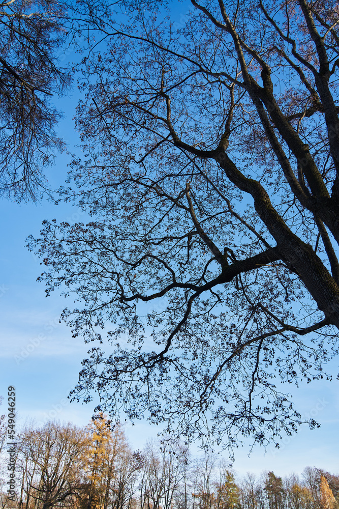 beautiful tree silhouette against pure blue and yellow autumn trees. black branches of a tree without leaves against a blue sky beautiful tree silhouette against pure blue and yellow autumn trees. black branches of a tree without leaves against a blue sky