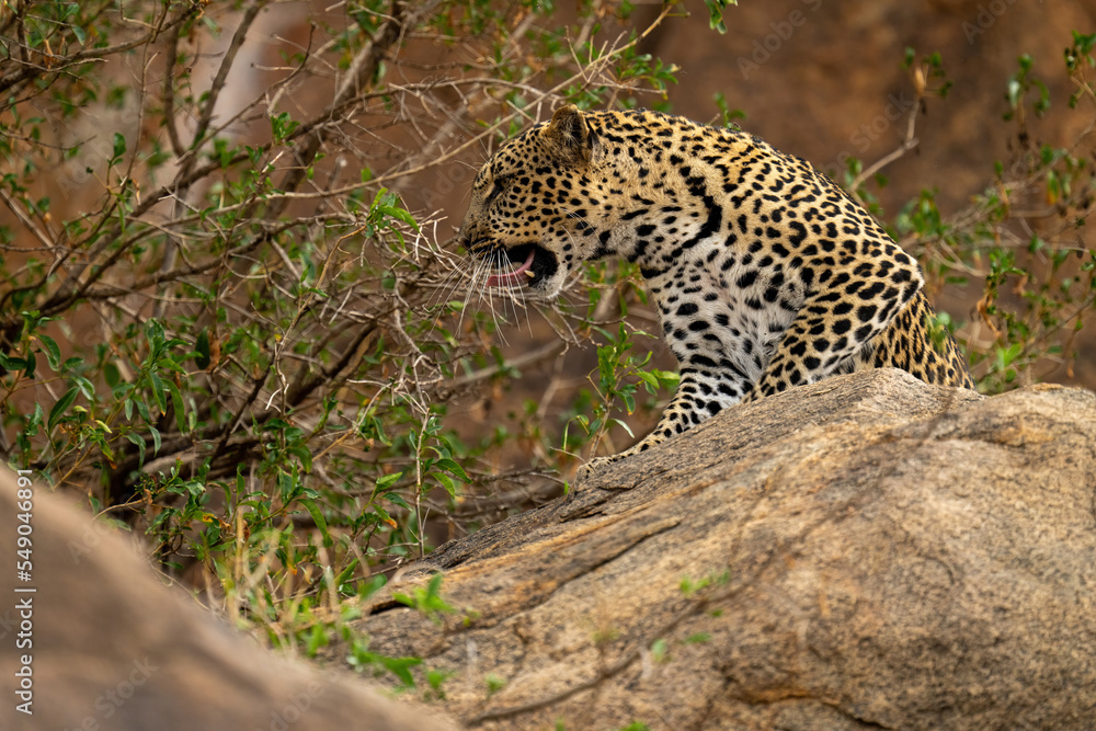 Leopard sits snarling on rock by bush Leopard sits snarling on rock by bush